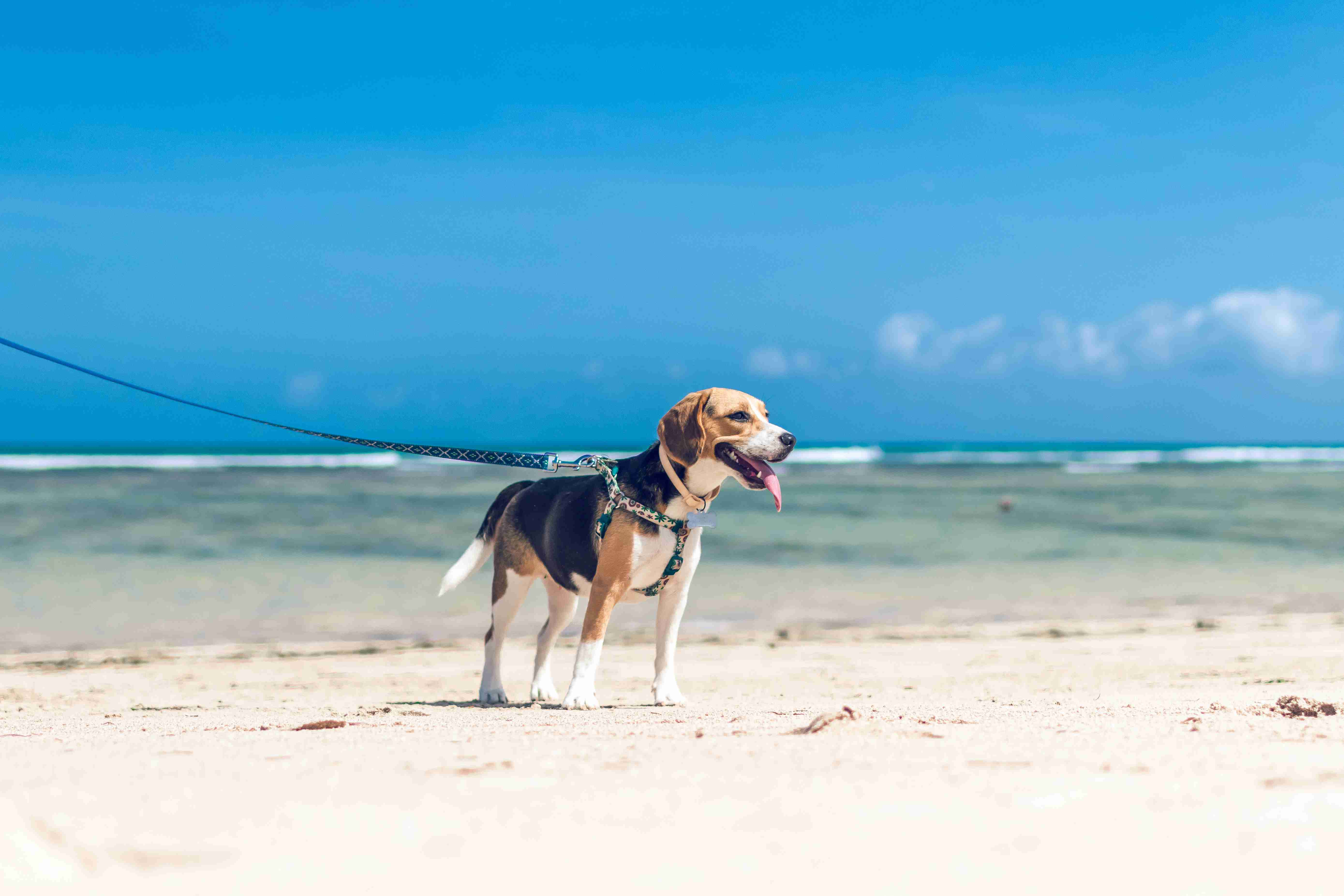 Mastering the Scent Game: Tips for Managing Your Beagle's Powerful Sense of Smell